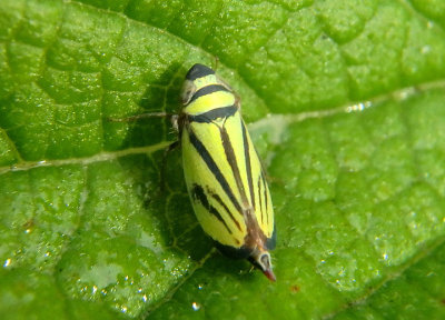 Stirellus bicolor; Leafhopper species