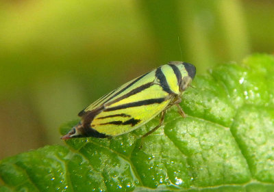 Stirellus bicolor; Leafhopper species 