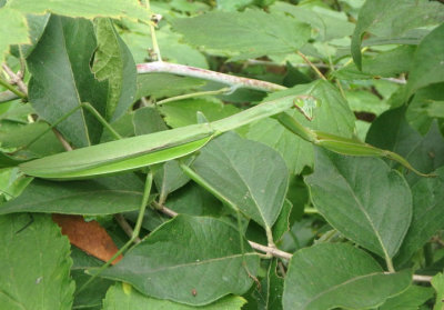 Tenodera sinensis sinensis; Chinese Mantid; exotic