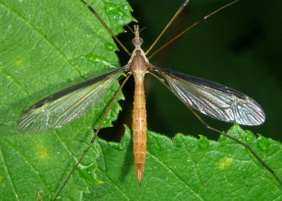 Tipula sayi; Large Crane Fly species; female