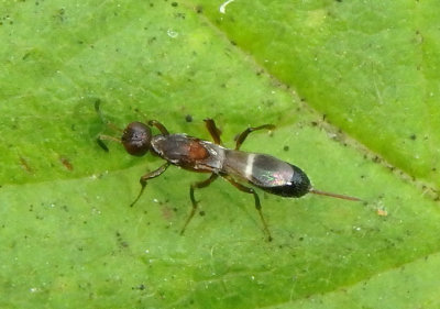 Zaischnopsis Chalcid Wasp species; female