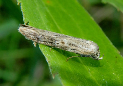 1170-1174 - Asaphocrita Scavenger Moth species