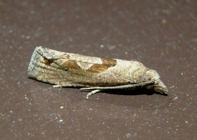 3116.1 - Pelochrista similiana; Tortricid Moth species