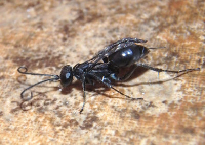 Auplopus Mud-nesting Spider Wasp species