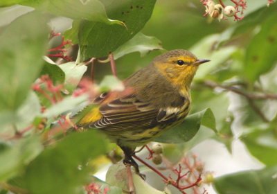 Cape May Warbler; male