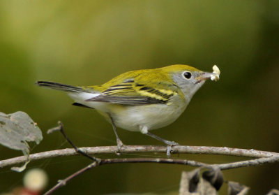 Chestnut-sided Warbler