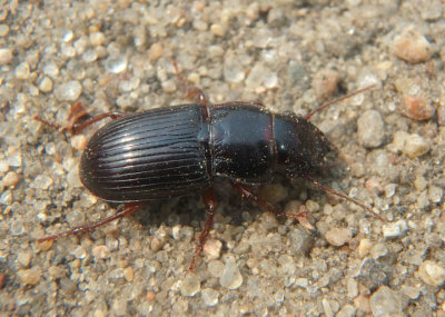 Cratacanthus dubius; Ground Beetle species 
