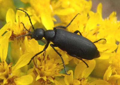 Epicauta pennsylvanica; Black Blister Beetle