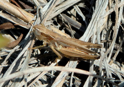 Eritettix simplex; Velvet-striped Grasshopper; female