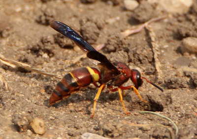 Euodynerus crypticus; Mason Wasp species; female