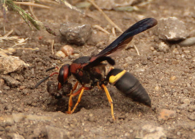 Euodynerus crypticus; Mason Wasp species; male