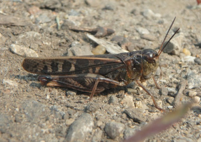 Hippiscus ocelote; Wrinkled Grasshopper