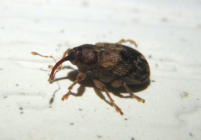 Lignyodes bischoffi; Ash Seed Weevil species