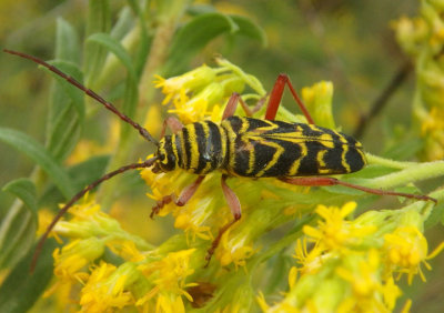 Megacyllene robiniae; Locust Borer