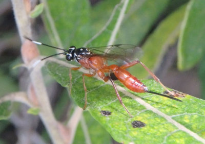 Mesostenus Ichneumon Wasp species; female