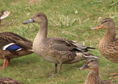 Northern Pintail; young male