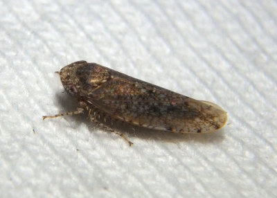 Paraphlepsius irroratus; Bespeckled Leafhopper