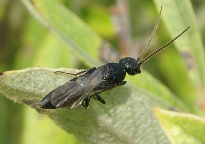 Pristepyris Flat Wasp species
