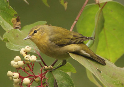 Tennessee Warbler