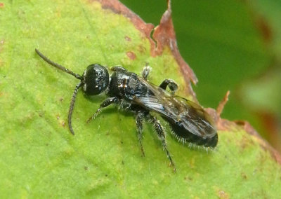 Tiphiinae Tiphiid Wasp species