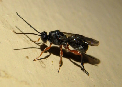 Urosigalphus Braconid Wasp species; female
