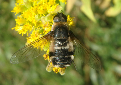 Villa nigropecta; Bee Fly species