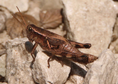 Melanoplus walshii; Walsh's Short-wing Grasshopper; female