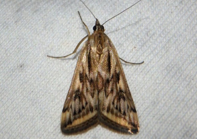 5017 - Loxostege cereralis; Alfalfa Webworm Moth