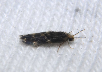 Hydroptilidae Microcaddisfly species