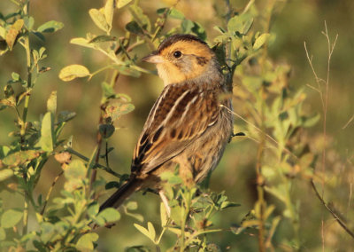 Nelson's Sparrow