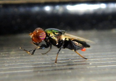 Physiphora alceae; Picture-winged Fly species; exotic 