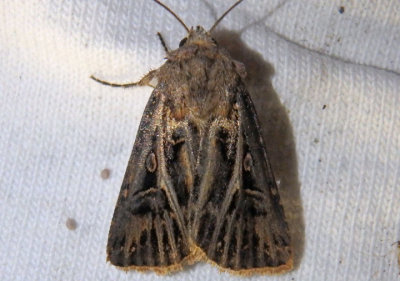 10648 - Agrotis gladiaria; Swordsman Dart