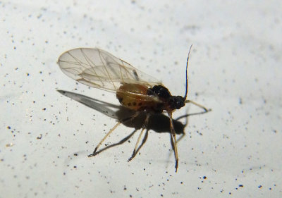 Aphis Aphid specis
