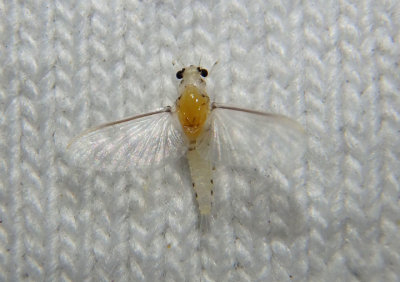 Caenis Small Squaregilled Mayfly species