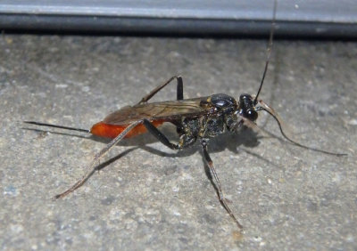 Cryptus albitarsis; Ichneumon Wasp species; female