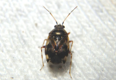 Deraeocoris nebulosus; Plant Bug species