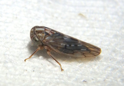 Idiocerus albolinea; Leafhopper species