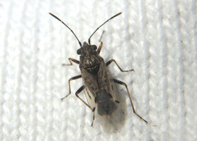 Nysius False Chinch Bug species