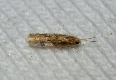 Oxyethira Microcaddisfly species