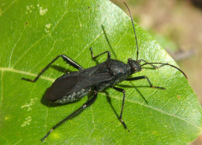 Alydus eurinus; Broad-headed Bug species