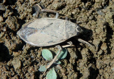 Belostoma Water Bug species