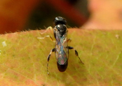 Crossocerus Square-headed Wasp species