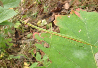 Diapheromera femorata; Northern Walkingstick; female
