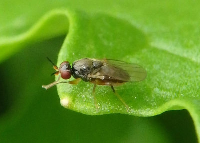 Elachiptera Frit Fly species