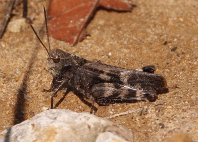Encoptolophus sordidus; Clouded Grasshopper