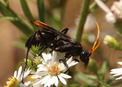 Entypus unifasciatus; Spider Wasp species