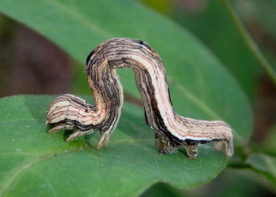 8728-8768 - Euclidiini Noctuid Moth species caterpillar
