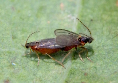 Micromyinae Wood Midge species