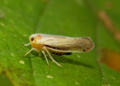 Omolicna uhleri; Derbid Planthopper species