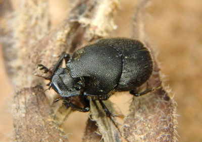 Onthophagus hecate; Scooped Scarab; male